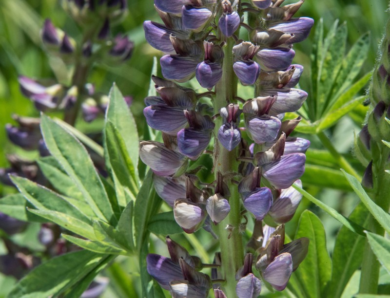 Lupinus polyphyllus var. pallidipes photo 3