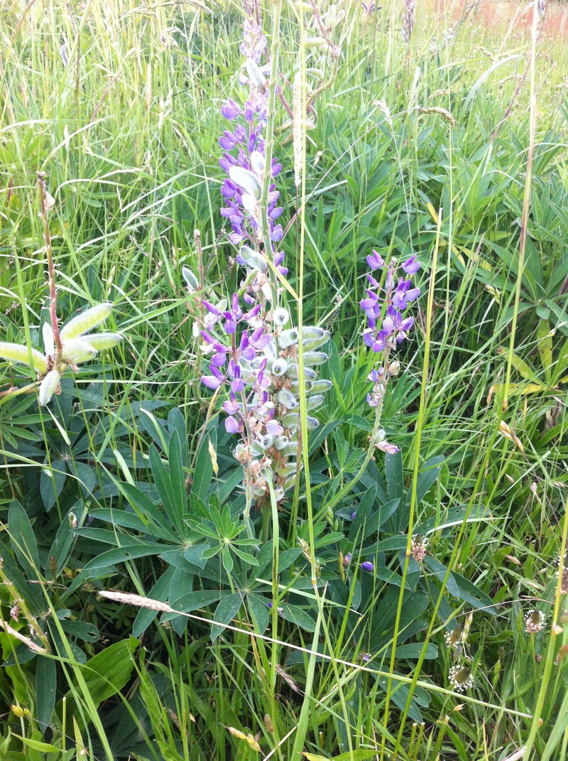 Lupinus polyphyllus var. pallidipes photo 4