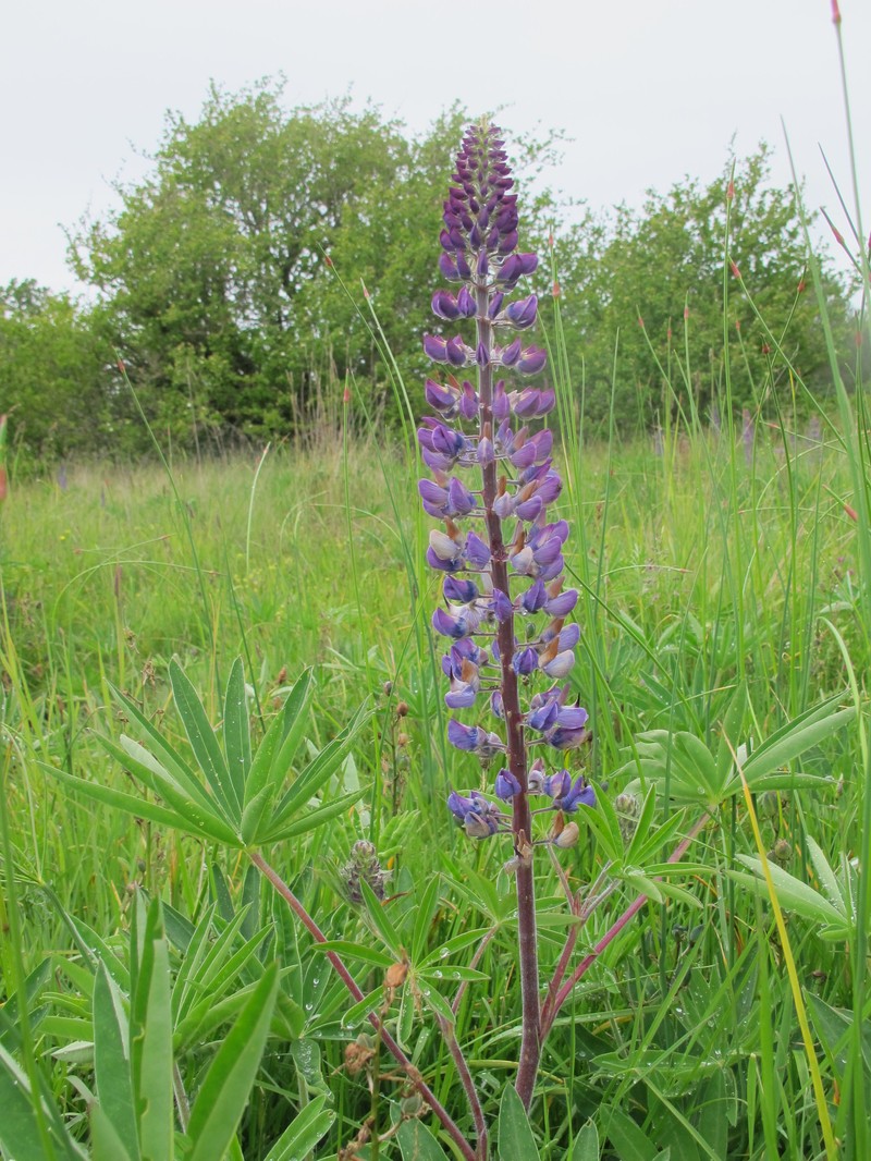 Lupinus polyphyllus var. pallidipes photo 5
