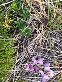 Lupinus popayanensis