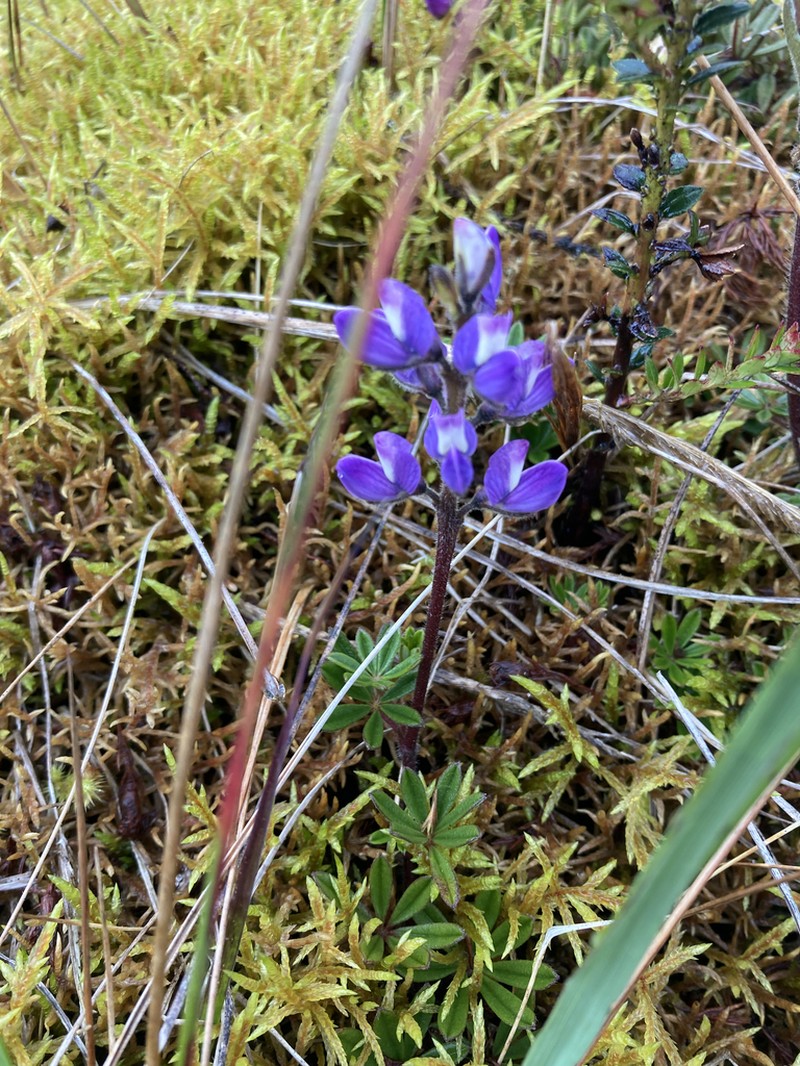 Lupinus popayanensis photo 2
