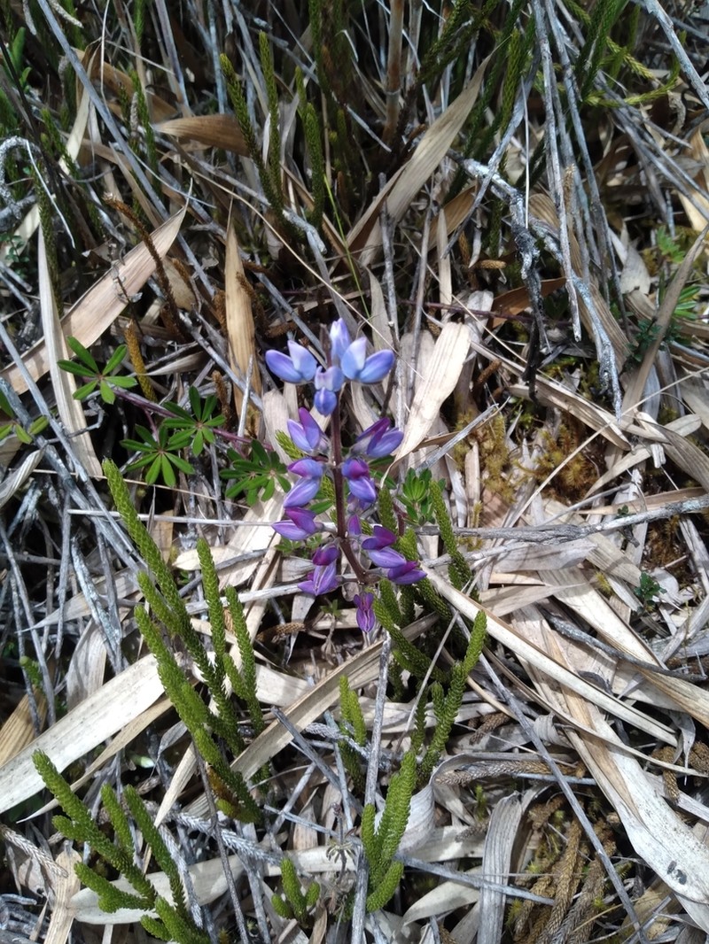 Lupinus popayanensis photo 3