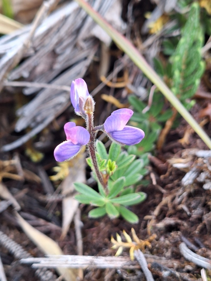 Lupinus popayanensis photo 5
