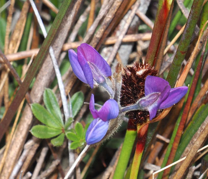 Lupinus popayanensis photo 6