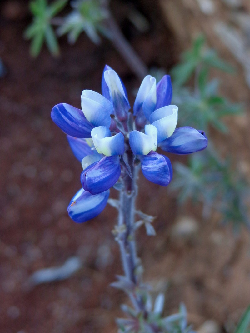 Lupinus potosinus photo 2