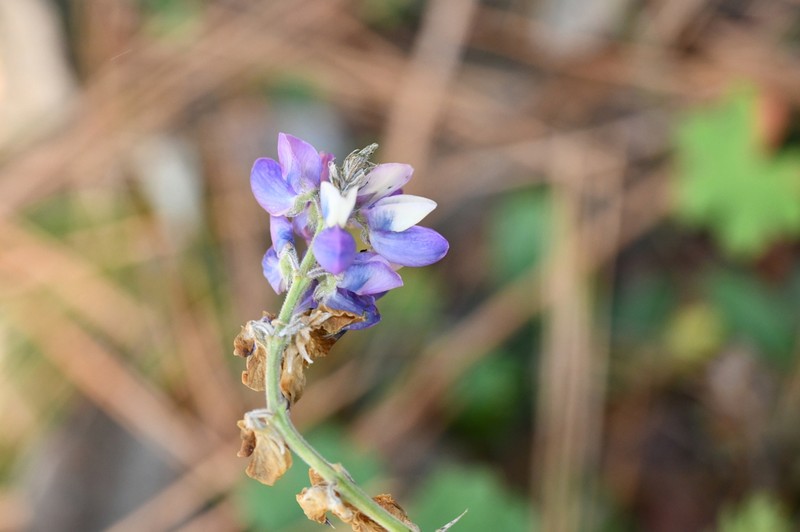 Lupinus potosinus photo 3