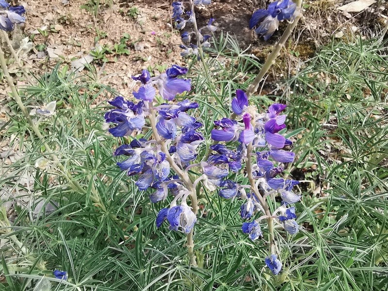 Lupinus potosinus photo 4