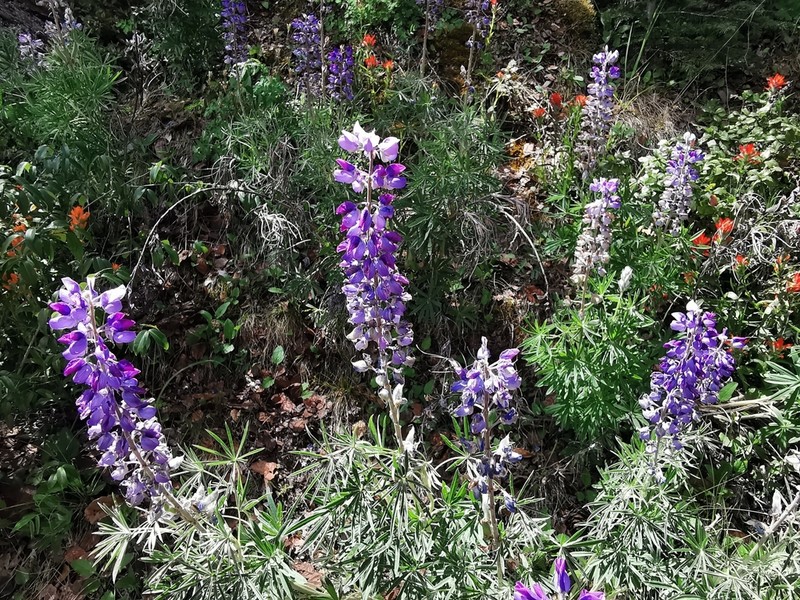 Lupinus potosinus photo 5