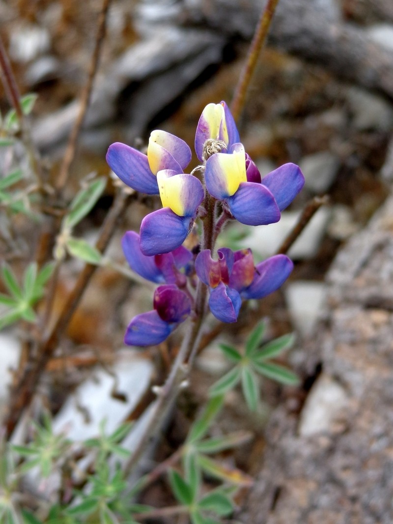 Lupinus potosinus photo 6