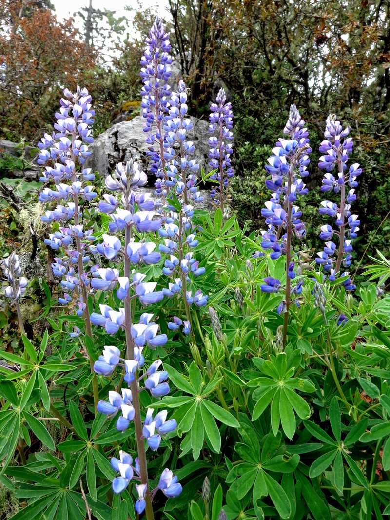 Lupinus potosinus photo 7