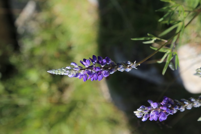 Inyo Meadow Lupine