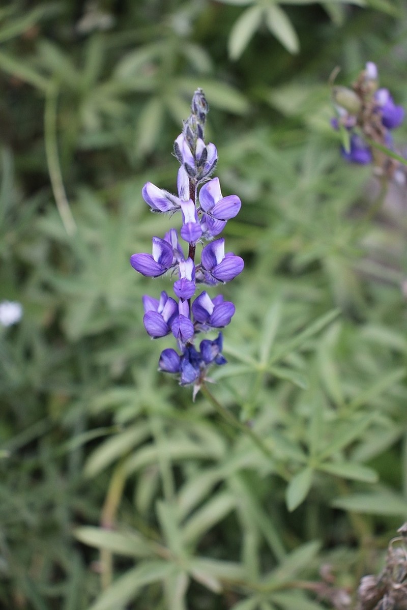Inyo Meadow Lupine photo 2