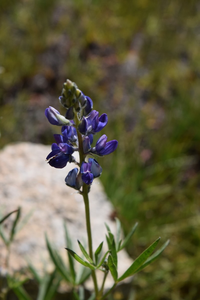 Inyo Meadow Lupine photo 3