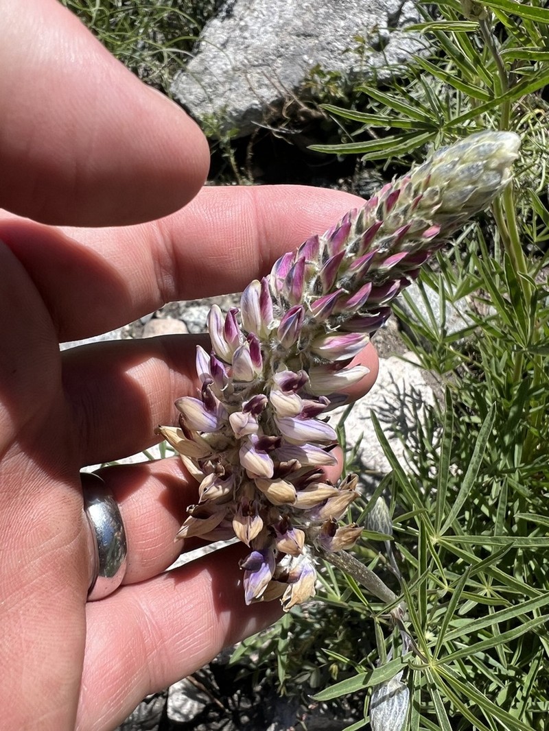 Inyo Meadow Lupine photo 4