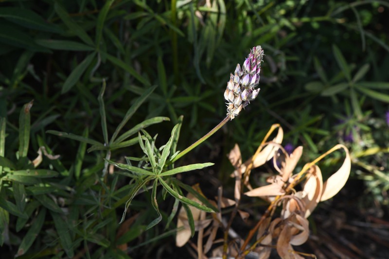 Inyo Meadow Lupine photo 5