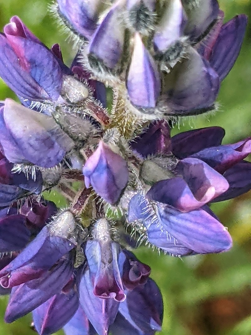 Inyo Meadow Lupine photo 6