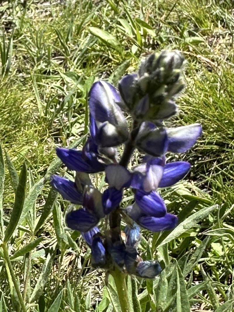 Inyo Meadow Lupine photo 7
