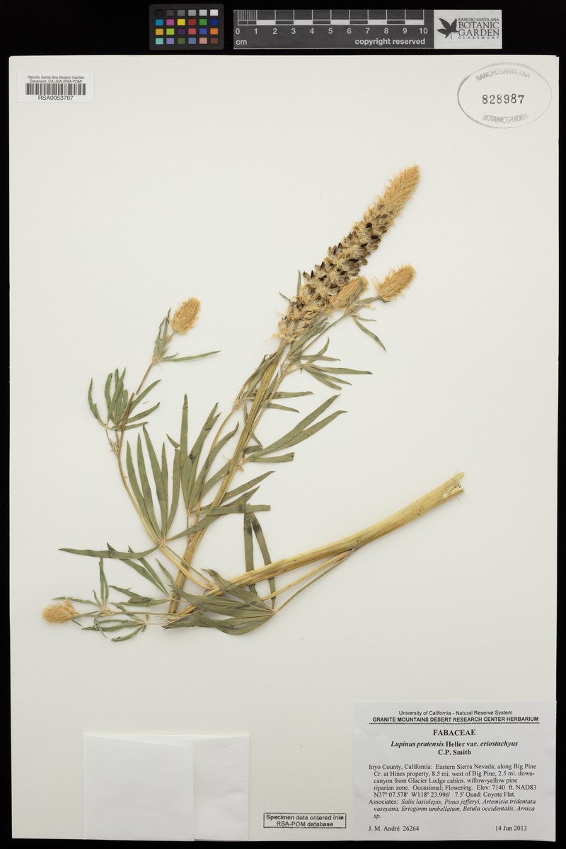 Lupinus pratensis var. eriostachyus