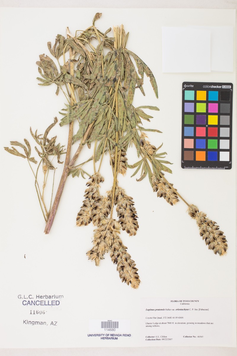 Lupinus pratensis var. eriostachyus photo 2