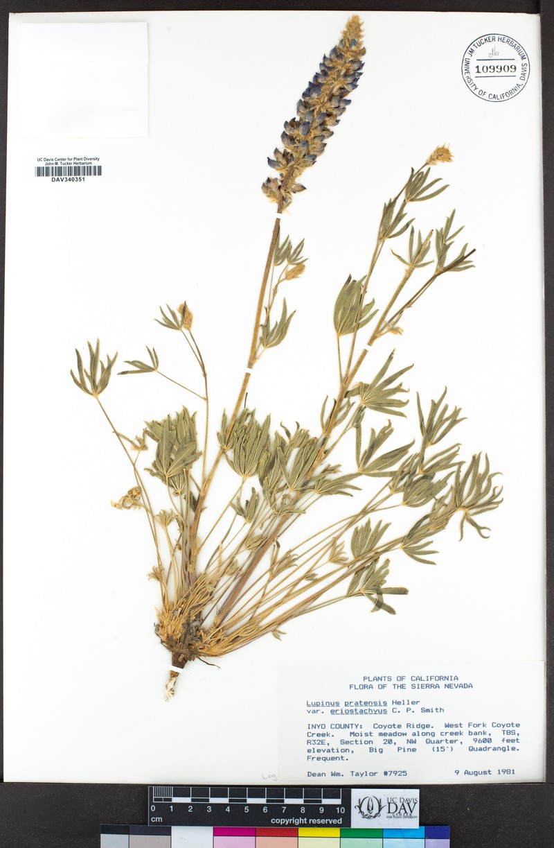 Lupinus pratensis var. eriostachyus photo 3