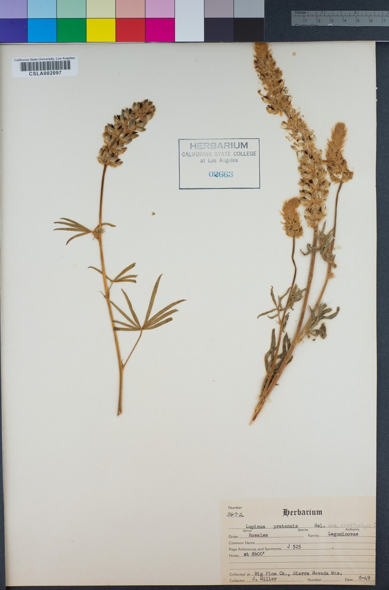 Lupinus pratensis var. eriostachyus photo 4
