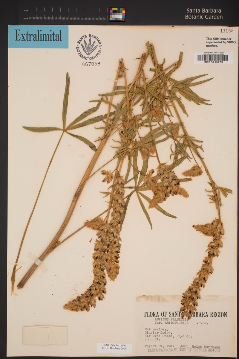 Lupinus pratensis var. eriostachyus photo 5