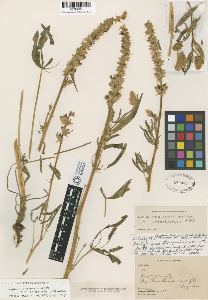 Lupinus pratensis var. eriostachyus photo 6
