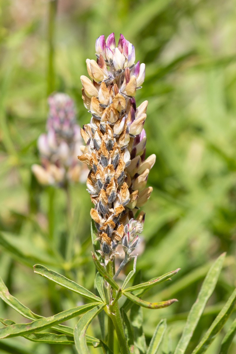 Lupinus pratensis var. pratensis