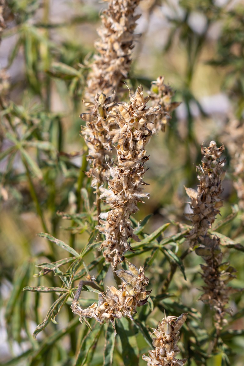 Lupinus pratensis var. pratensis photo 2