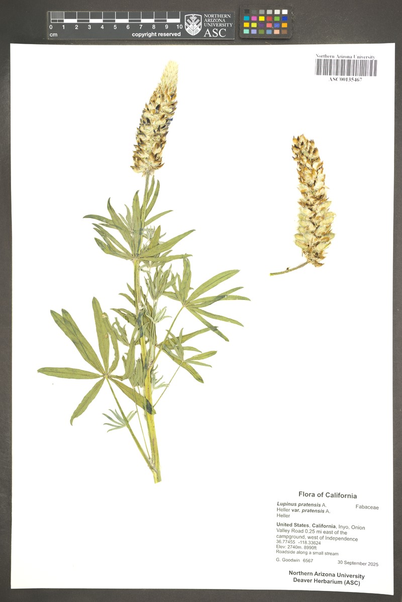 Lupinus pratensis var. pratensis photo 3