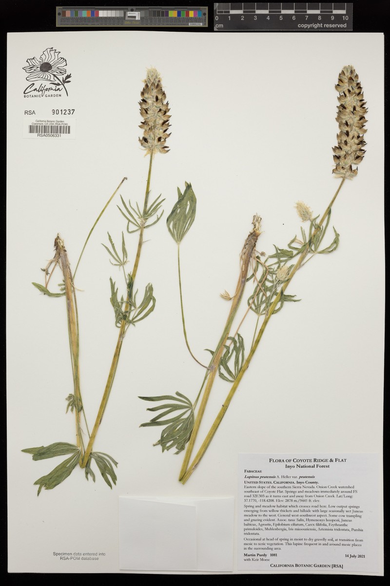 Lupinus pratensis var. pratensis photo 4