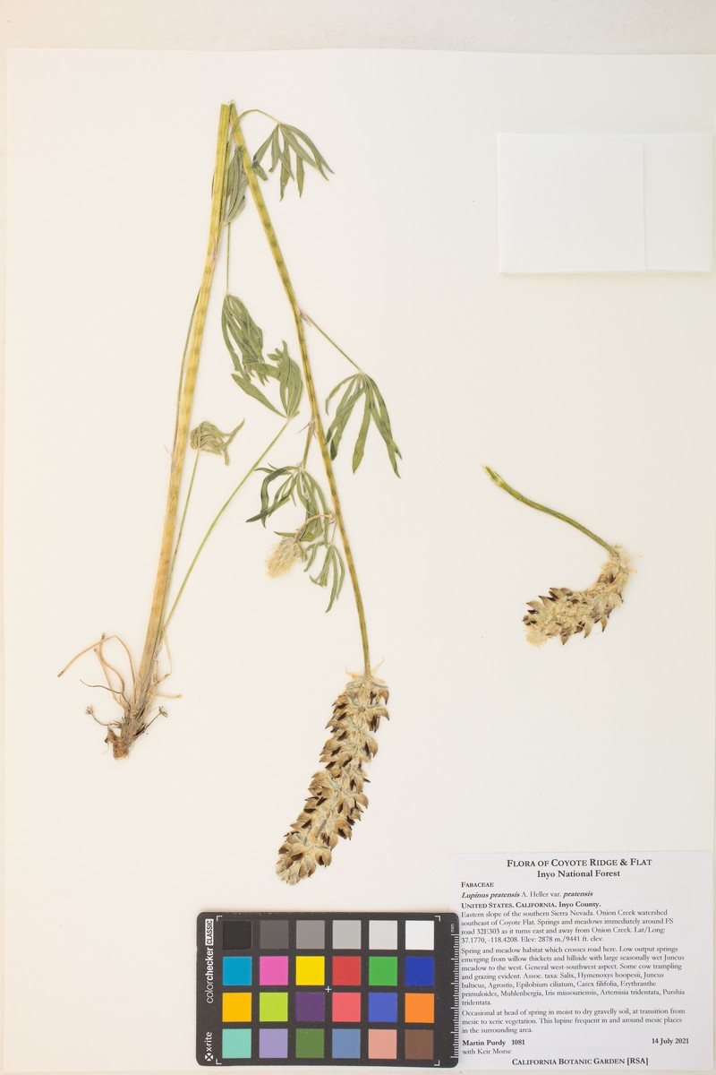 Lupinus pratensis var. pratensis photo 5