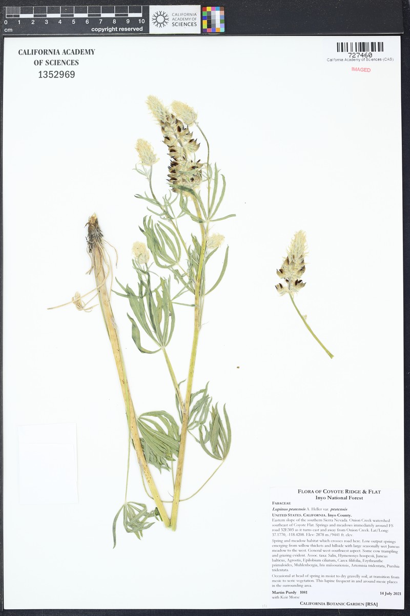 Lupinus pratensis var. pratensis photo 6