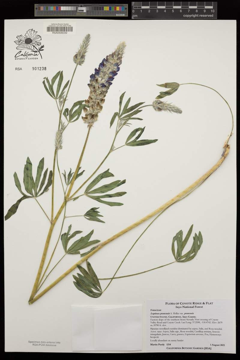 Lupinus pratensis var. pratensis photo 7