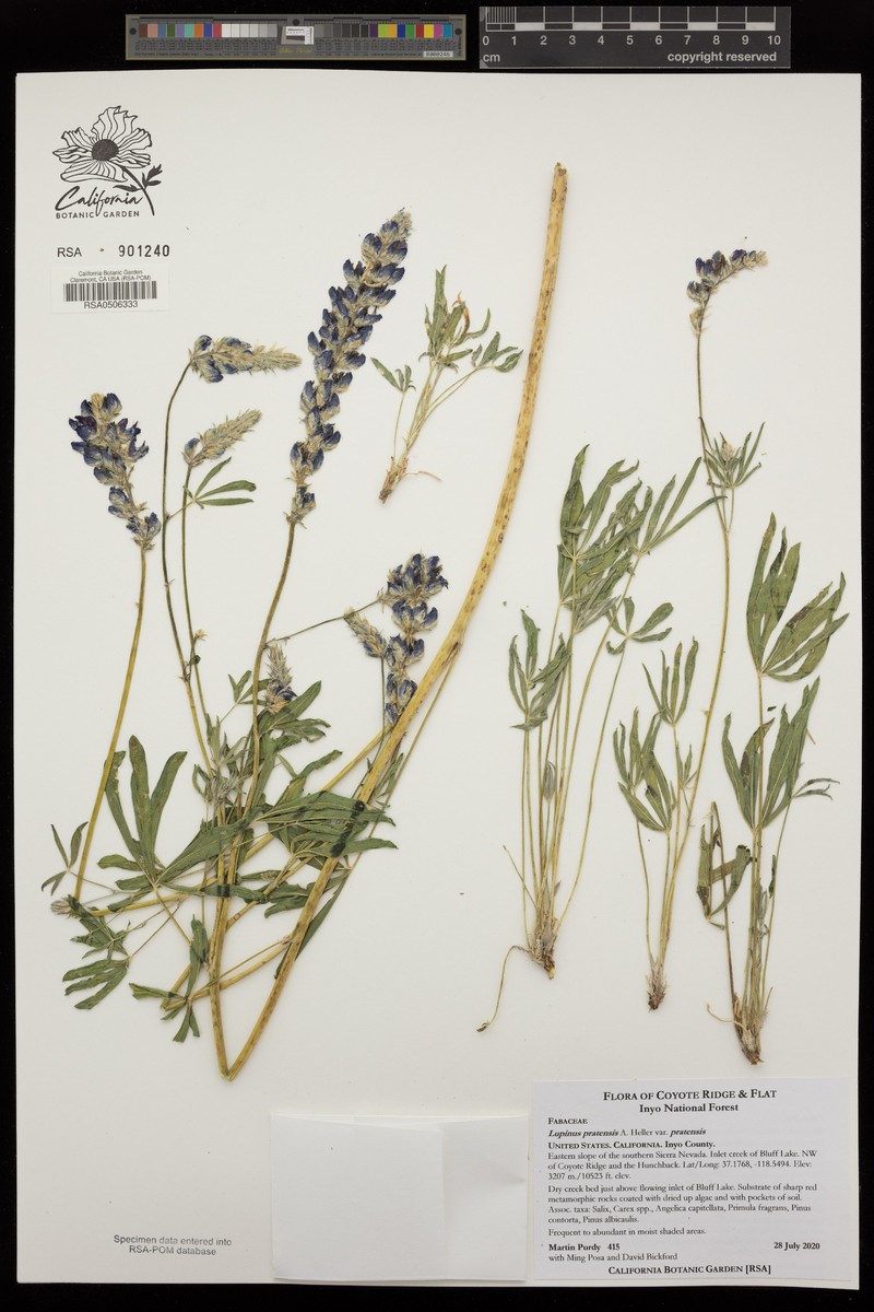 Lupinus pratensis var. pratensis photo 8