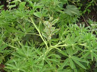 Lupinus princei