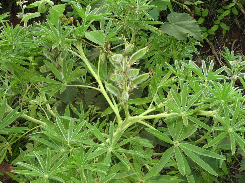 Lupinus princei