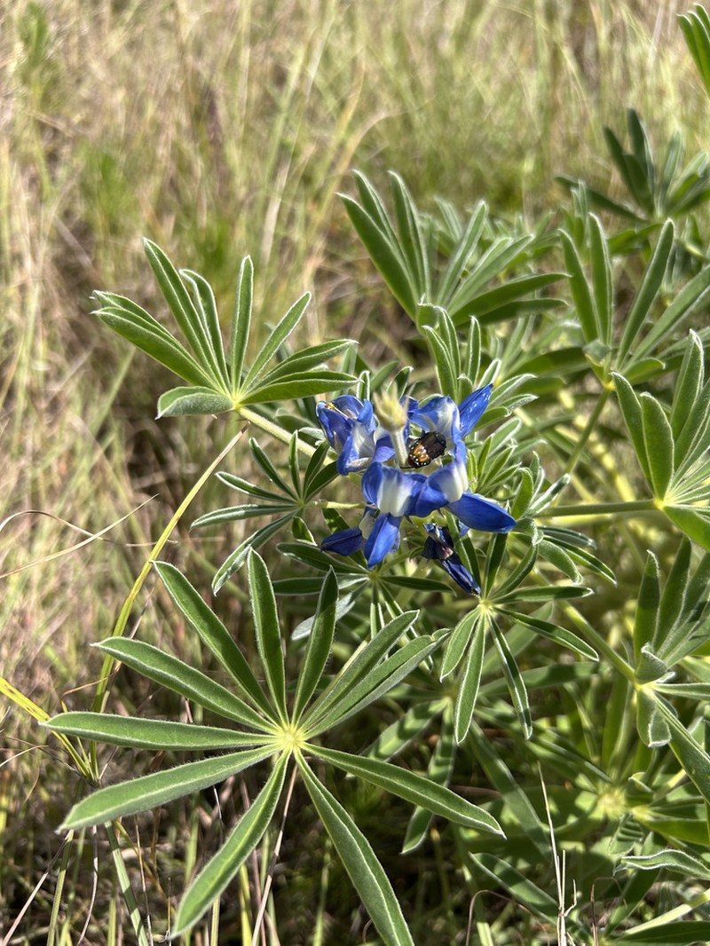 Lupinus princei photo 2