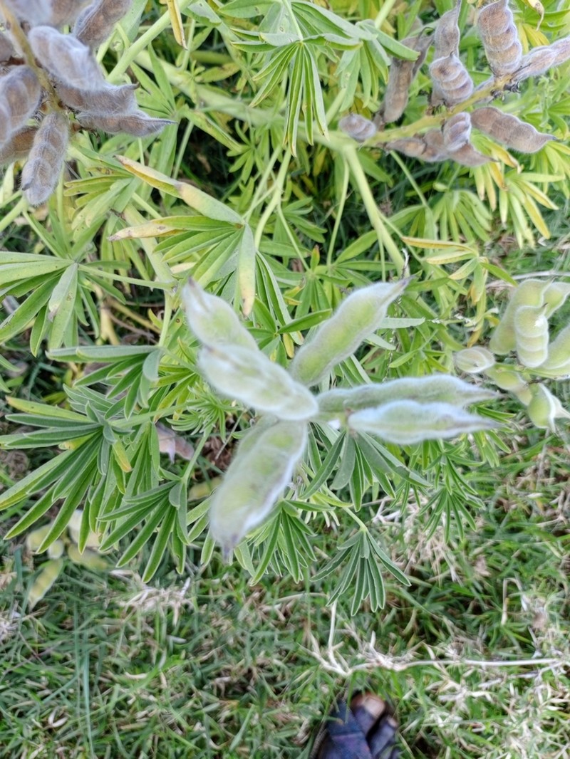 Lupinus princei photo 3