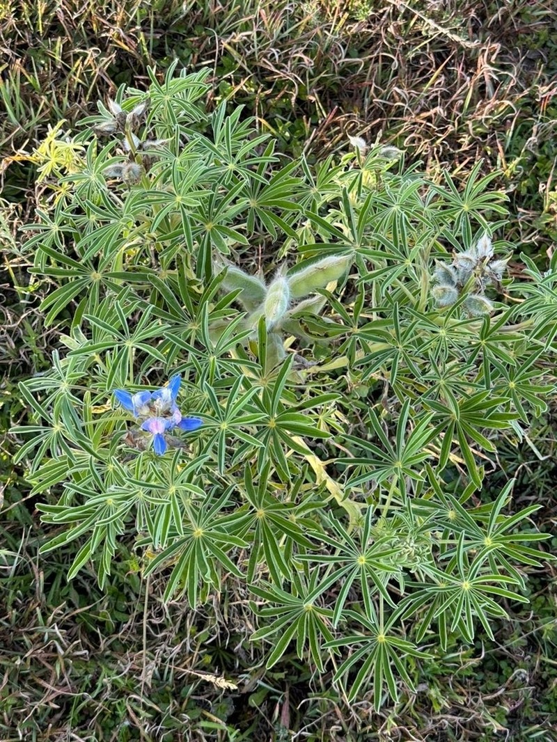 Lupinus princei photo 5