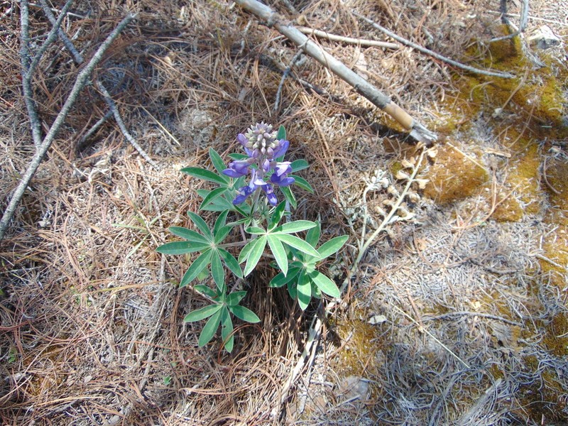 Lupinus pringlei