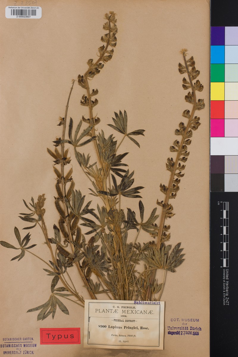 Lupinus pringlei photo 2