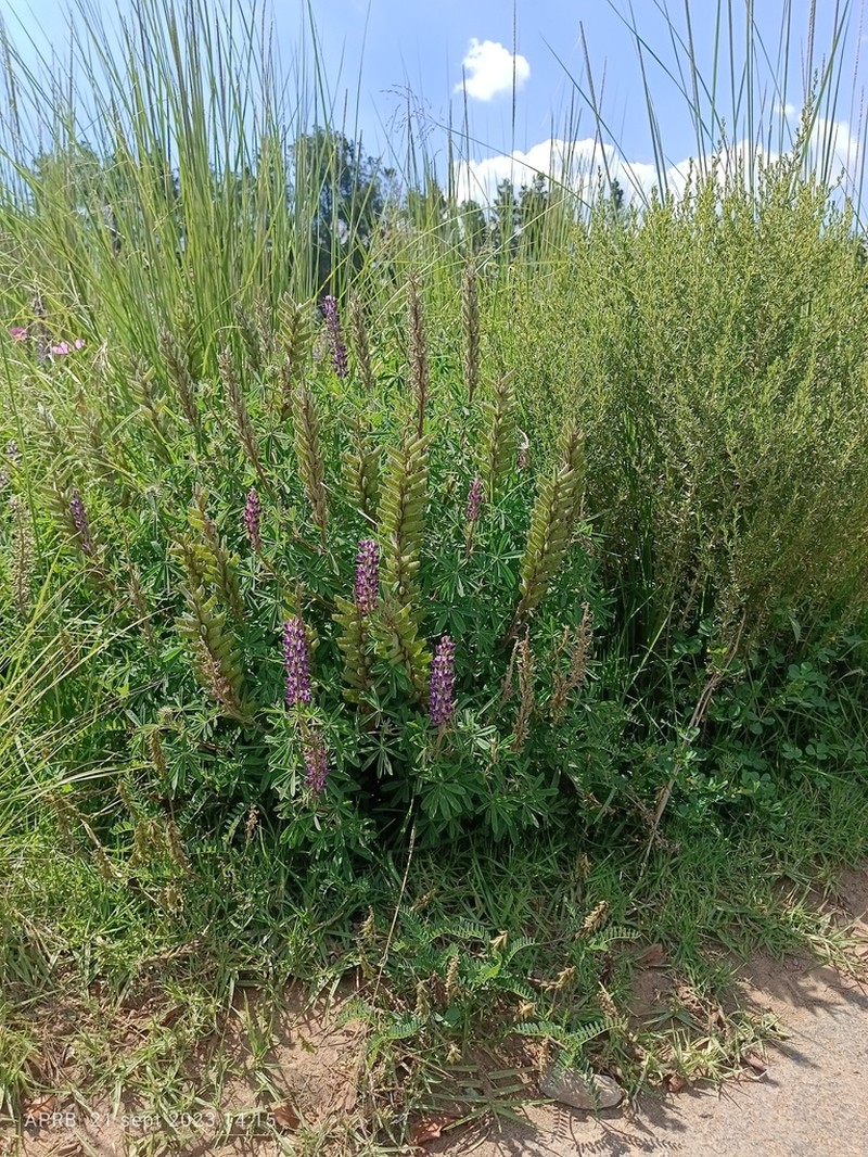 Lupinus pringlei photo 3