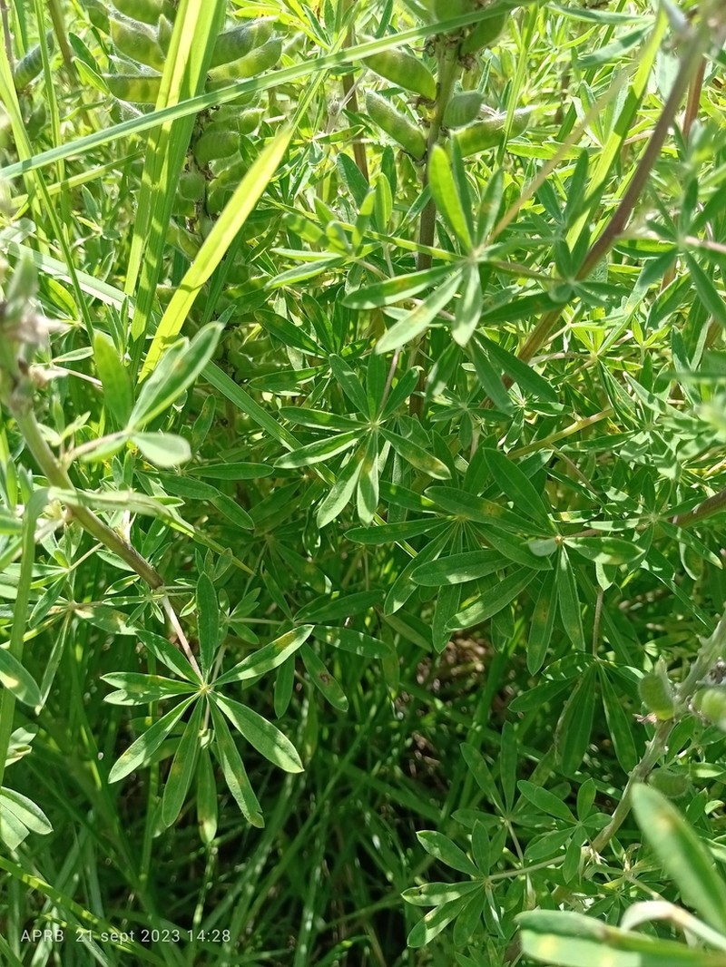 Lupinus pringlei photo 4