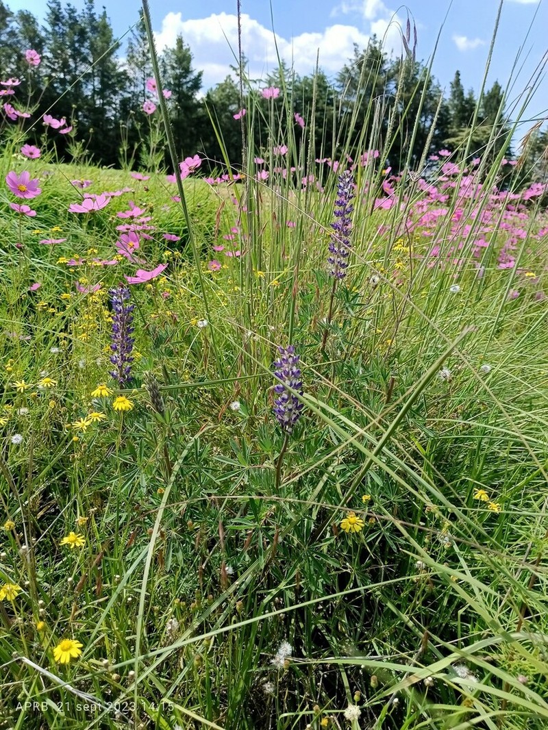 Lupinus pringlei photo 5