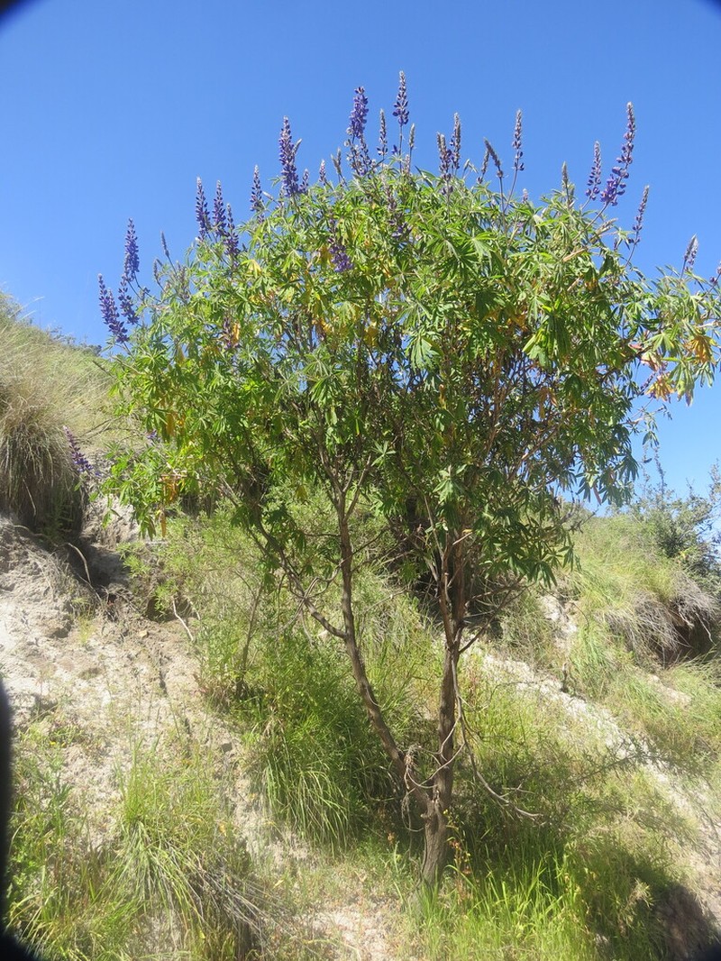 Lupinus proculaustrinus