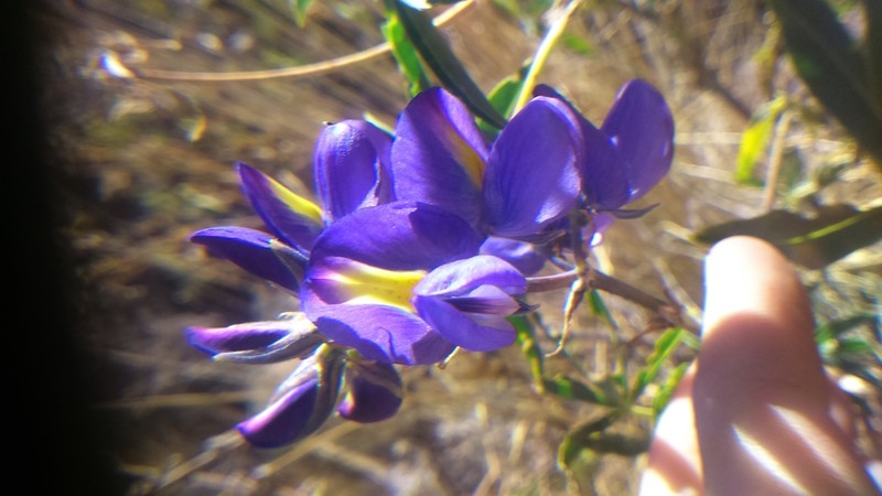 Lupinus proculaustrinus photo 2