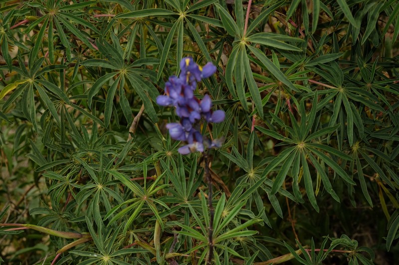 Lupinus proculaustrinus photo 3