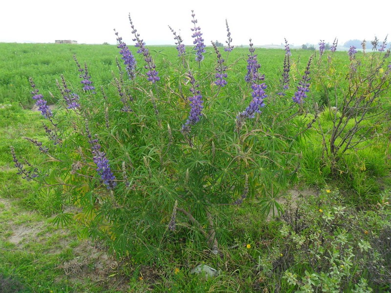 Lupinus proculaustrinus photo 4