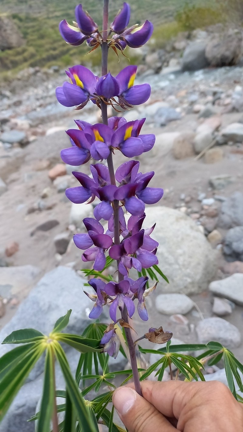 Lupinus proculaustrinus photo 5